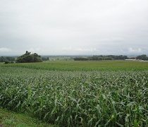 北海道の広大な畑