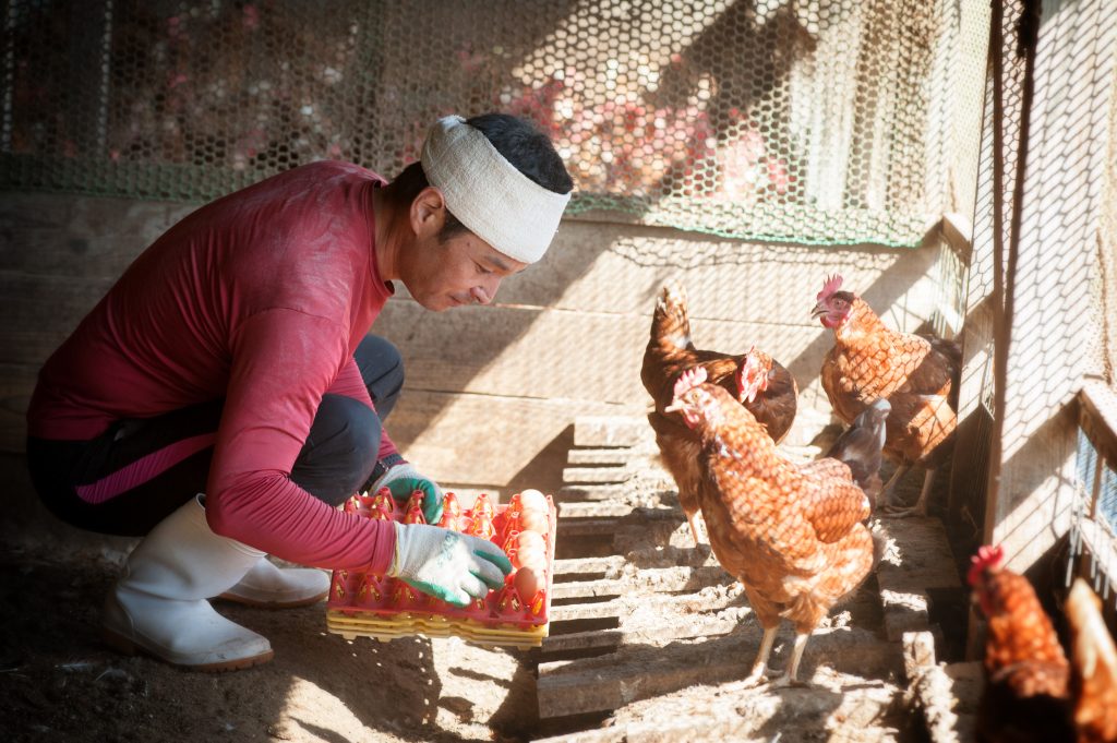 日光の差す鶏舎でのびのび飼育