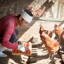 日光の差す鶏舎でのびのび飼育