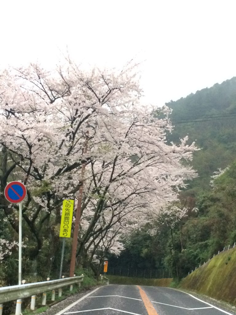 桜の名所