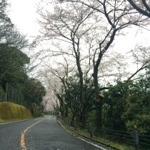 桜の名所
