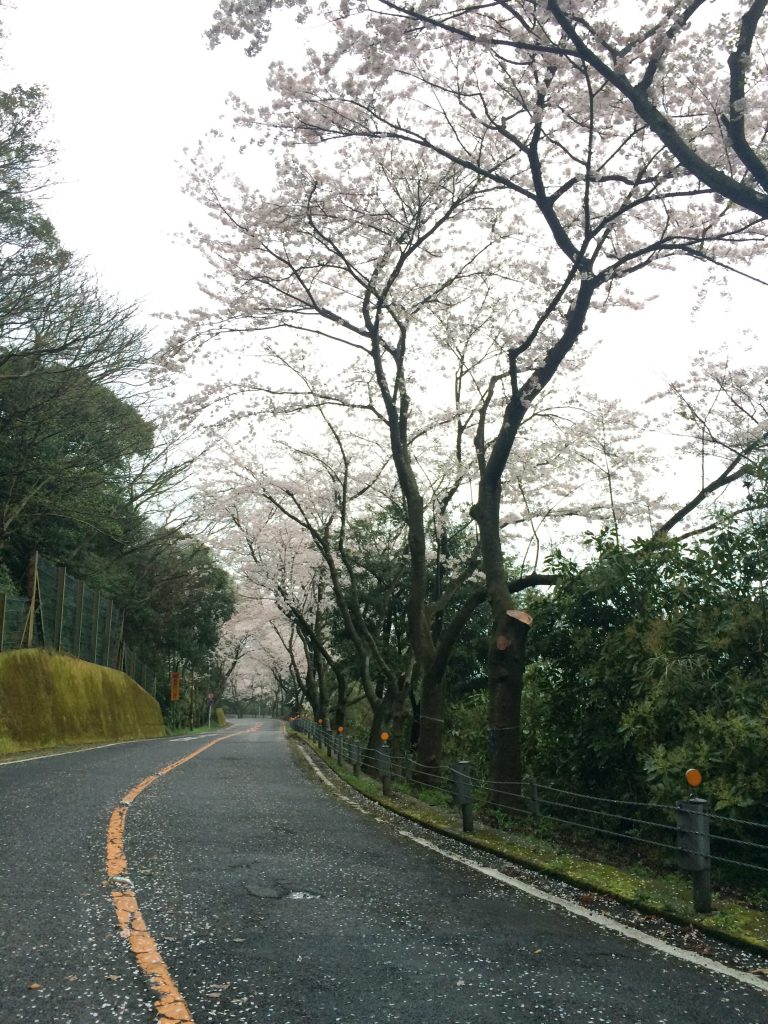 桜の名所