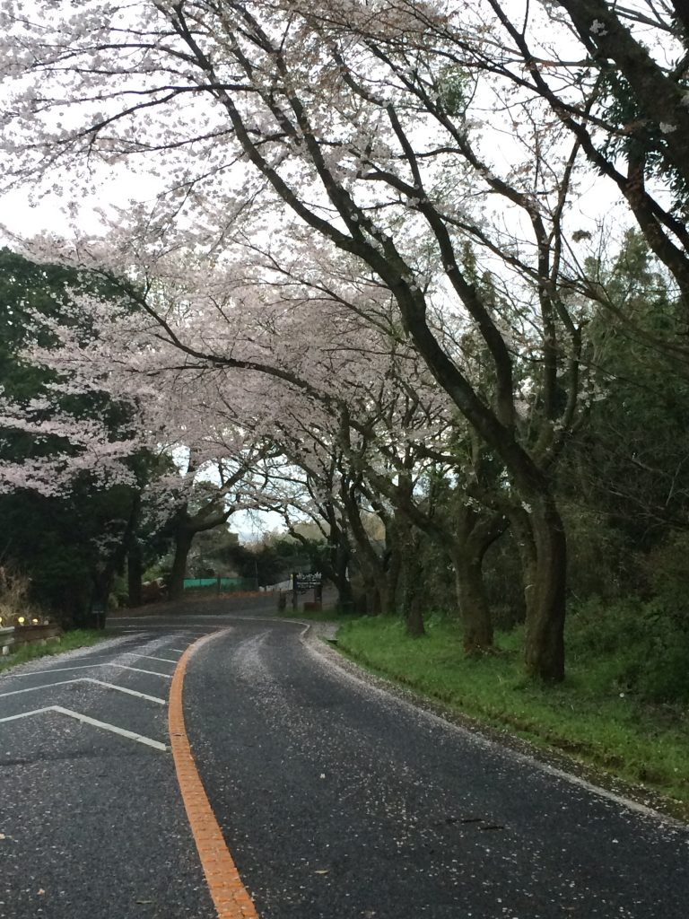 桜の名所