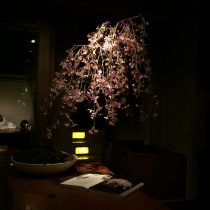夜のしだれ桜の盆栽