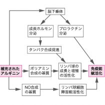 アルギニンの効果を示す図