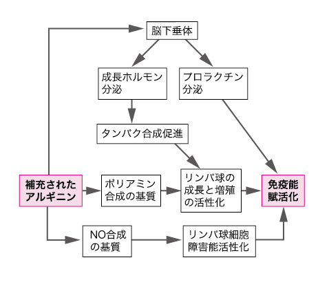 アルギニンの効果を示す図