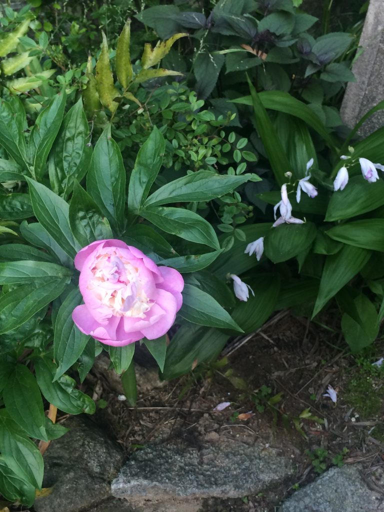 庭に咲く芍薬と紫蘭☆