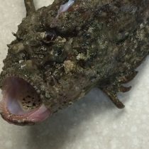 見た目は怖いが味は絶品！