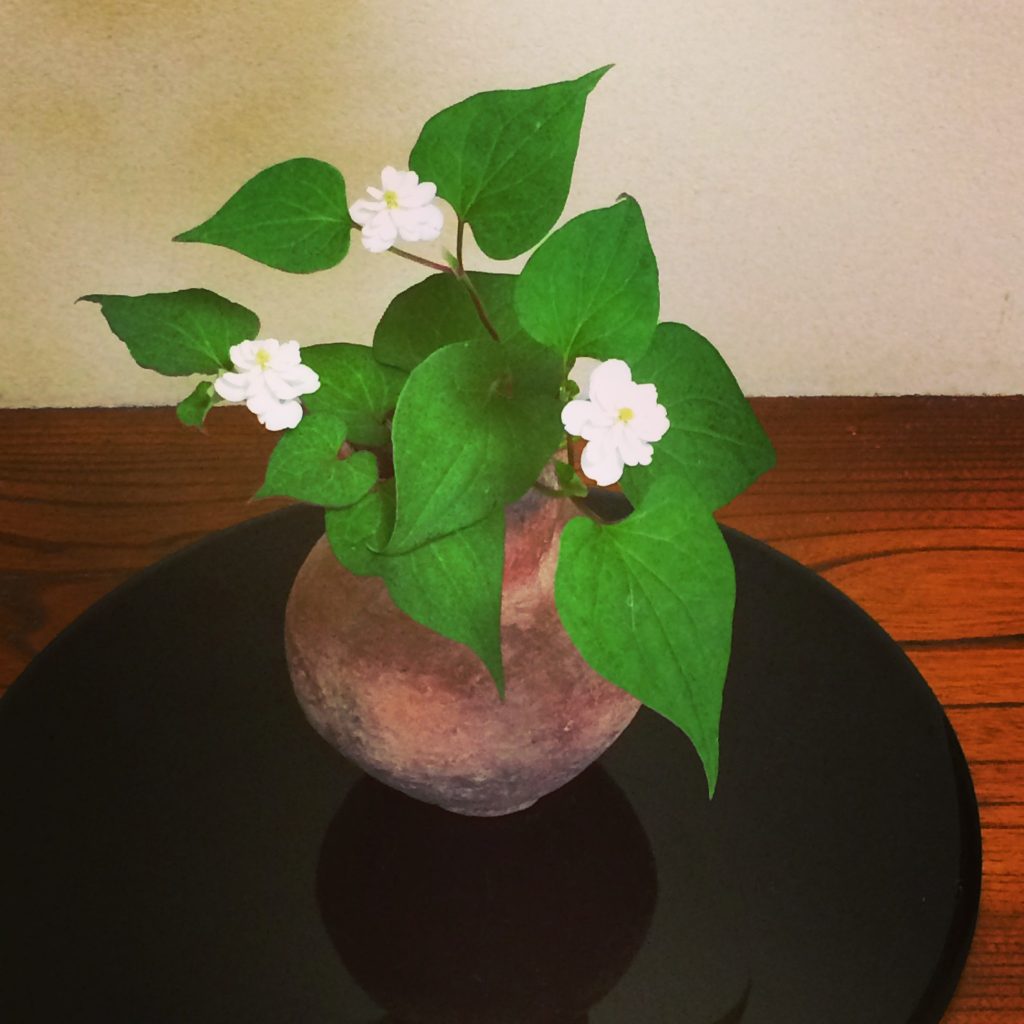 八重のどくだみの花☆匂いはないです