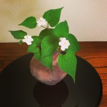 八重のどくだみの花☆匂いはないです