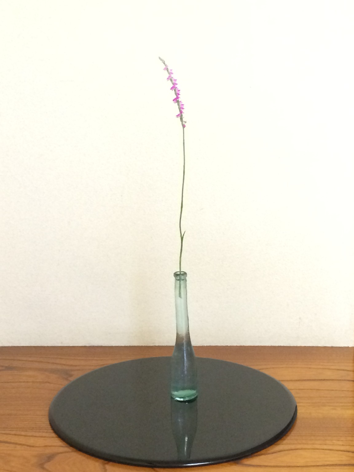 ねじり花♪ドリルのように花が咲きます♪
