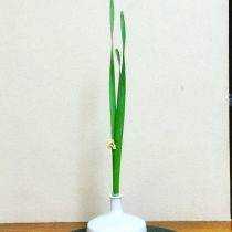 新年を迎える花を活けます。写真は水仙☆