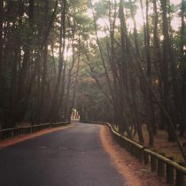 夕方の虹の松原☆
