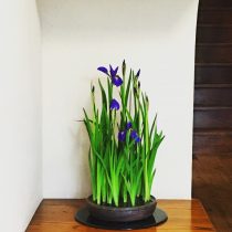 杜若（かきつばた）を活けました。
