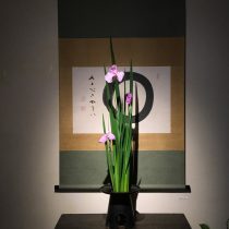花菖蒲