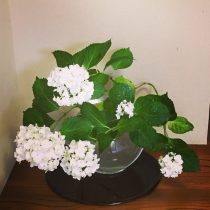 白の紫陽花☆