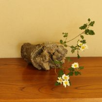 野菊を活けました☆